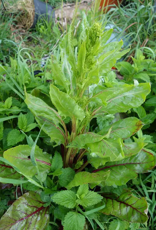 'B'-Starting Vegetables