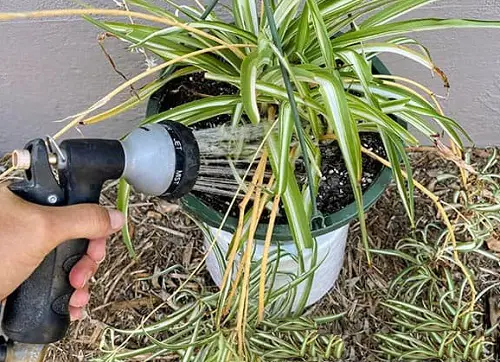 Spider Plant Brown Tips dont put hard Water