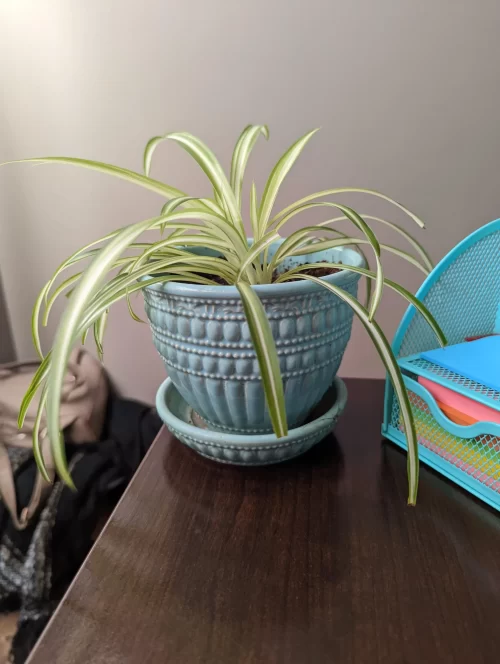 Reasons and Solutions for Spider Plant Brown Tips