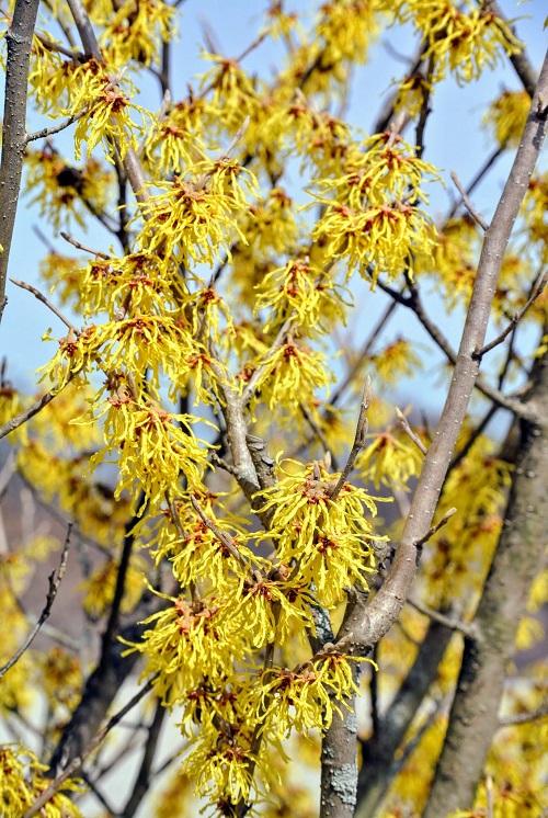 Blooming Flowers for Late Autumn and Winter 