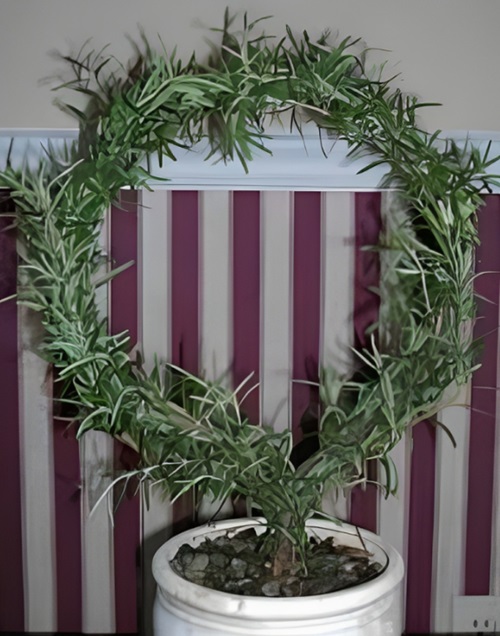 Wreath Shaped Topiary