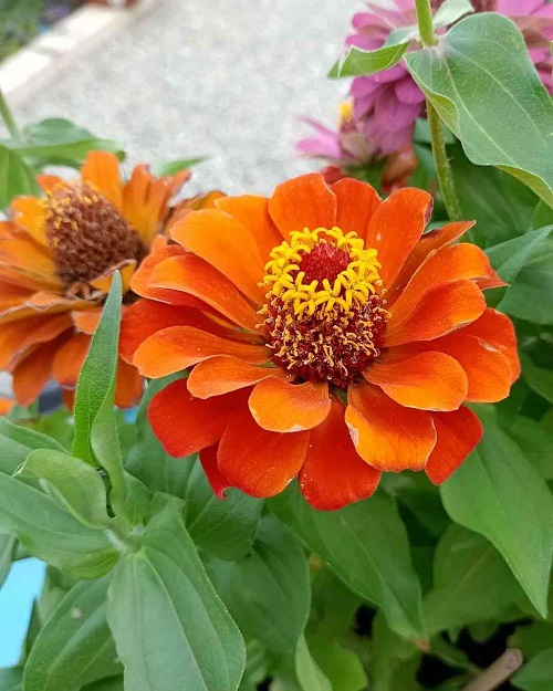 Blossoms that Emerge from Petals