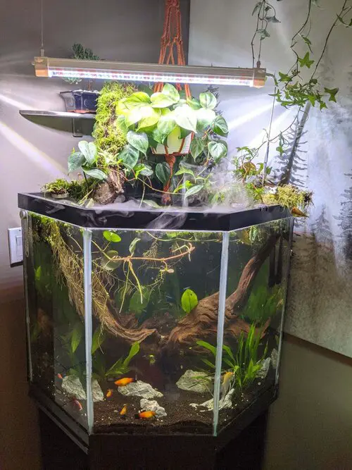 Pothos in Aquarium Ideas