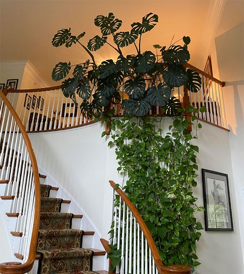 Monstera and Pothos Staircase Jungle vibe