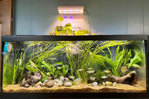 Small Pothos Over a Large Aquarium
