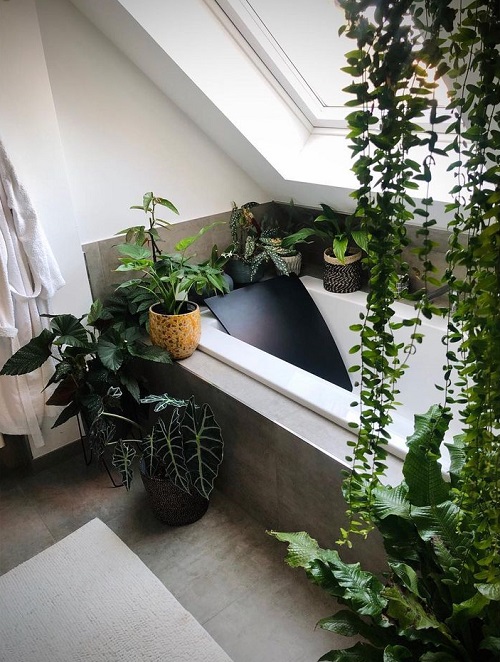 Tips to Keep Plants Healthy in a Bathroom 1