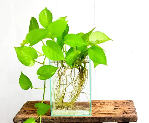 Growing Pothos in Small Tank