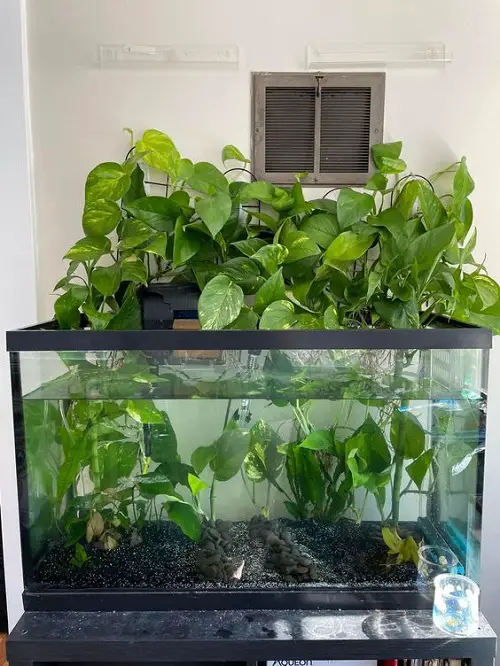Submerged Pothos aquraium