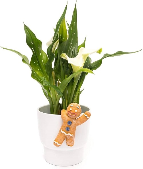 Gingerbread Man Plant Hanger