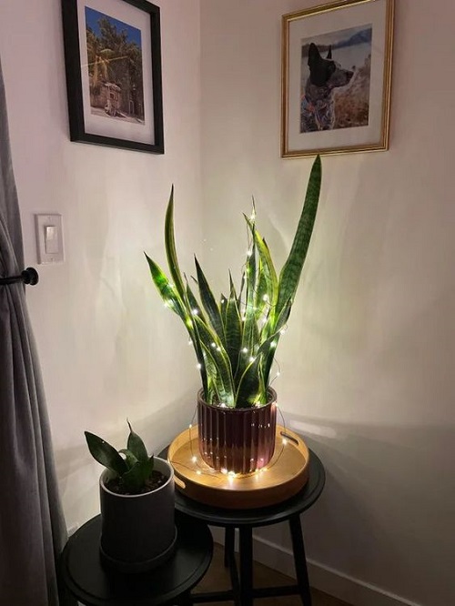 Plants Look Festive for Holiday Hang String Lights