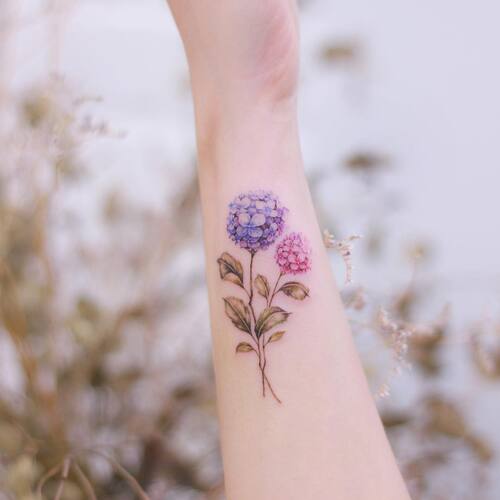 best Blue and Pink Hydrangeas on the Wrist