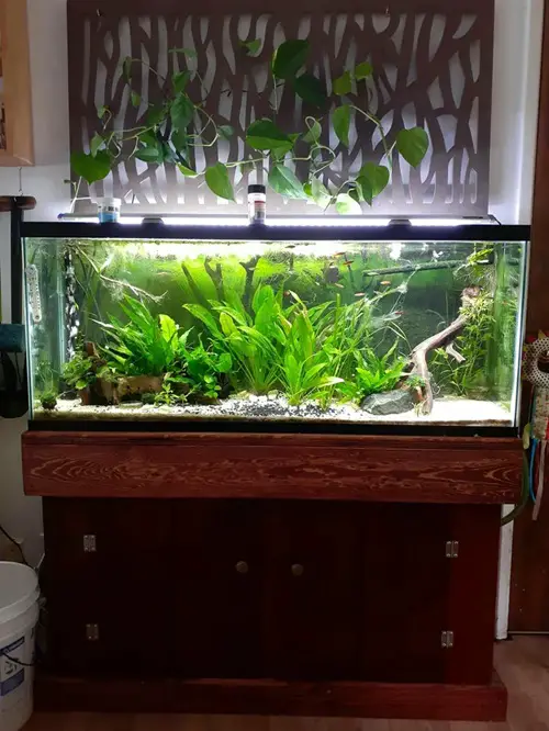 Pothos in Aquarium Ideas