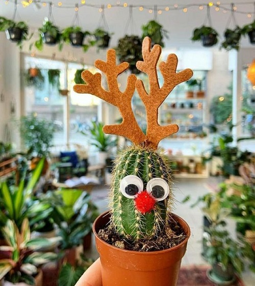 Plants Look Festive for Holiday Season Festive Plant Toppers