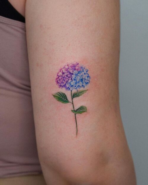 Simple Purple and Blue Hydrangea