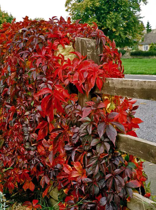 Low-Light Outdoor virginia creeper Vines