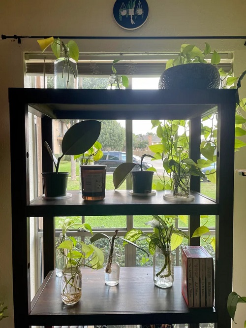 Wooden Propagation Stand