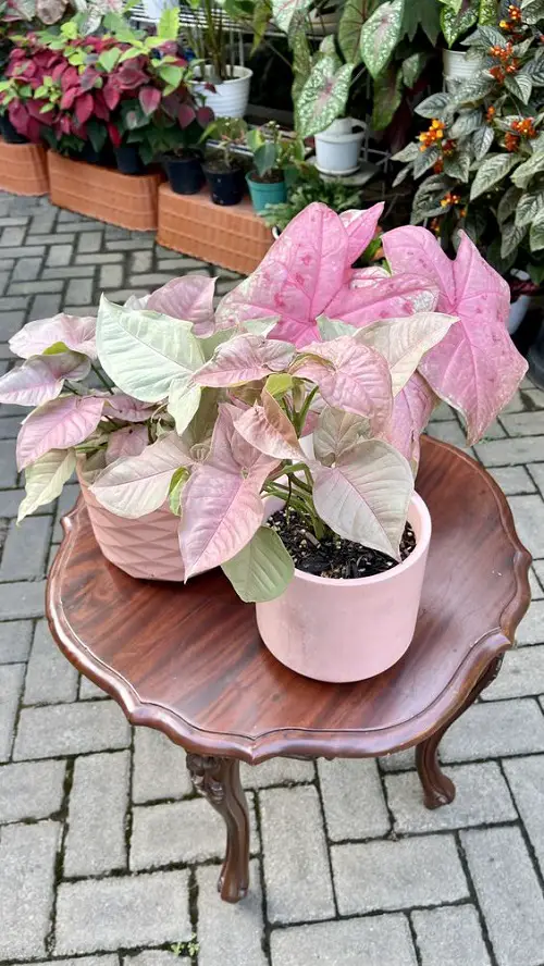 Ways to Display Pink Syngonium in wooden table