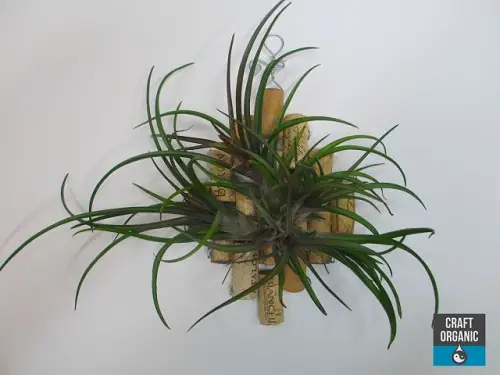Orchid and Air Plant Basket