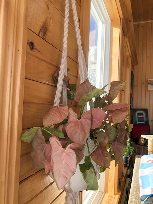 hanging Pink Syngonium 17