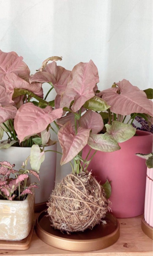 beautiful Ways to Display Pink Syngonium