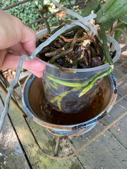 Plant Spa Day Routine root tips