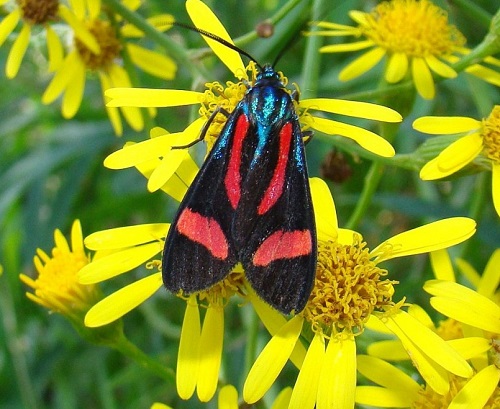 See the Gorgeous Blue Moths in the Garden