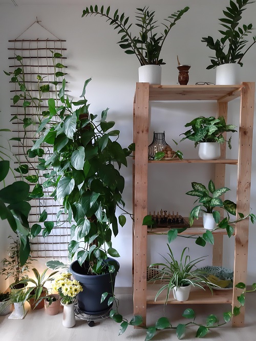 Modern Jungle Vibe with Pothos Vine Planter