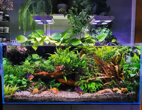 Floating Pothos Vine Over Fish Tank