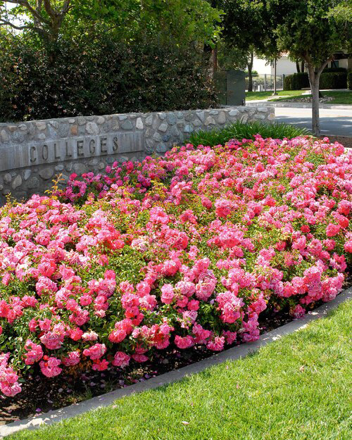 Floral Rose Carpet Bed 4