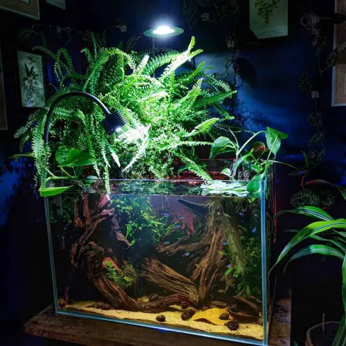 Small Pothos and Ferns Combo Aquarium 5