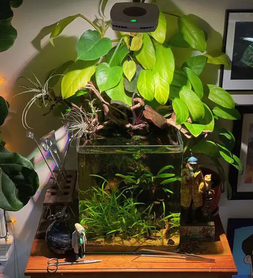 Lush Pothos on the Top Aquarium