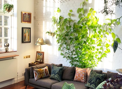 Vining Jungle Behind the Couch
