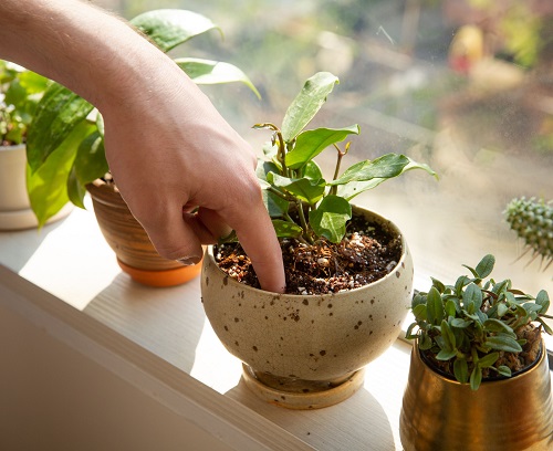 Tips to Keep Plants Healthy in a Bathroom