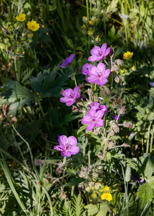 Purple Annual Flowers little flower