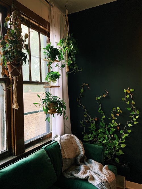 Jungle Vine Wall with Macrame Hangers