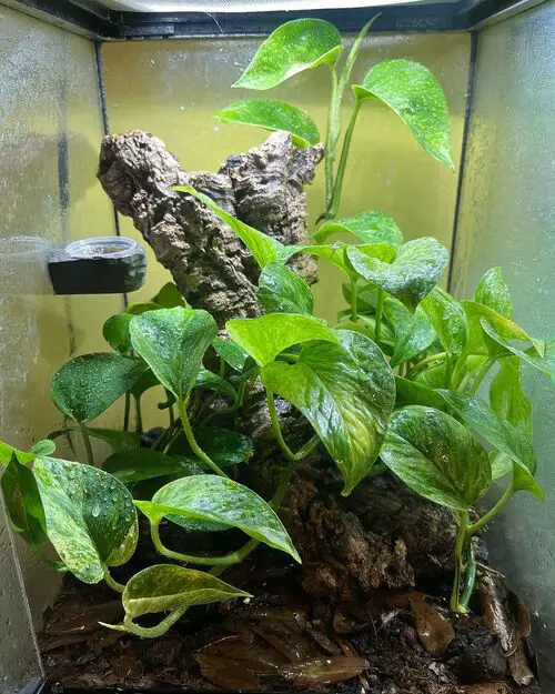 Fish Tank Turned Pot