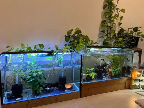Minimalistic Pothos Vines Aquarium 9