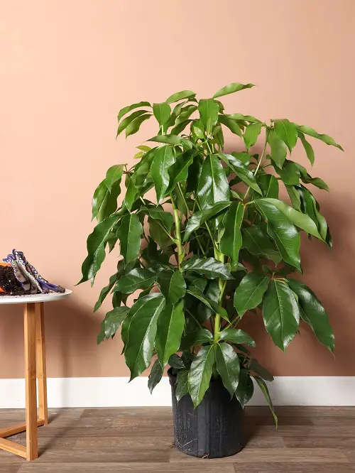 Indoor Plants that Become Quick Easy Bonsai 