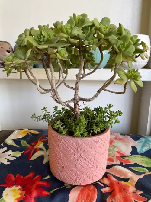 Indoor Plants that Become Quick Easy Bonsai in beautiful pot