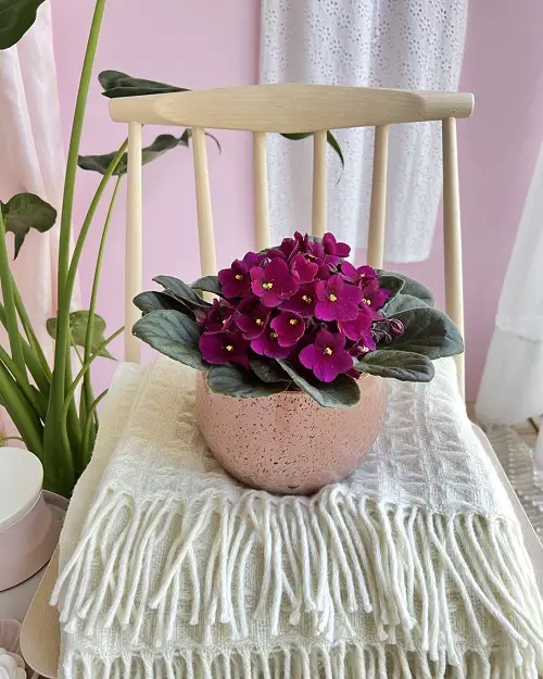 African Violet plant for gifting