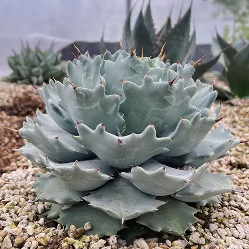 Verschaffelt Agave