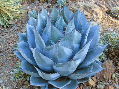 Cabbage Head Agave