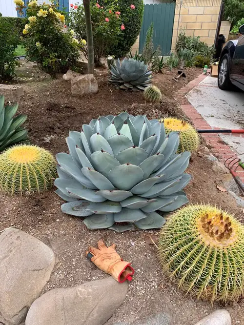 Parry's Agave