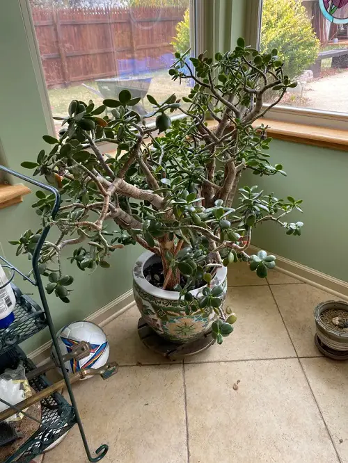 Jade Plant Leaves Falling Off age of plant