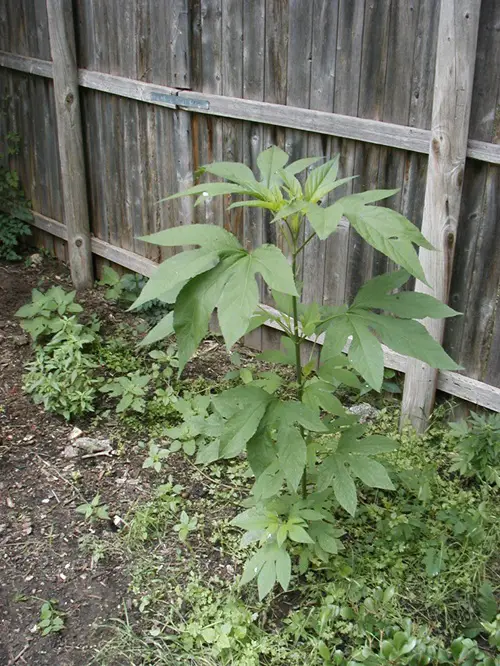 best Weeds That Remind Them of Squash Plants