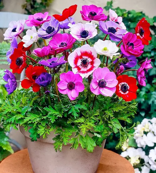top best mauve flowers 4