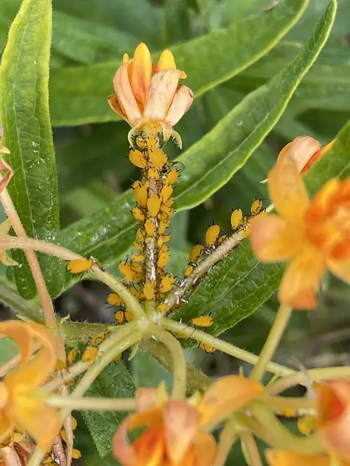 Oleander Aphid on plant