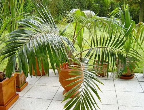 Small Palm Trees in garden