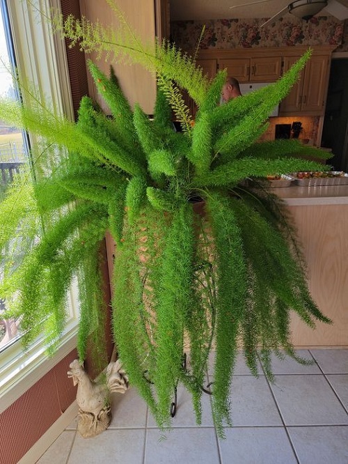 best Plants for Office With No Windows 