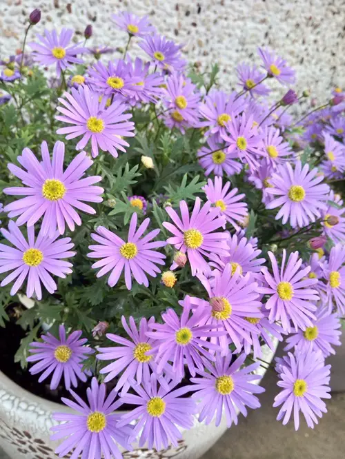 Amazing Flowers that Start with A